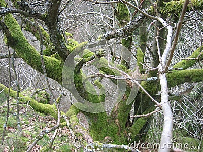 Ein altes Baum mit Moosflechte am Baumstamm Stock Photo